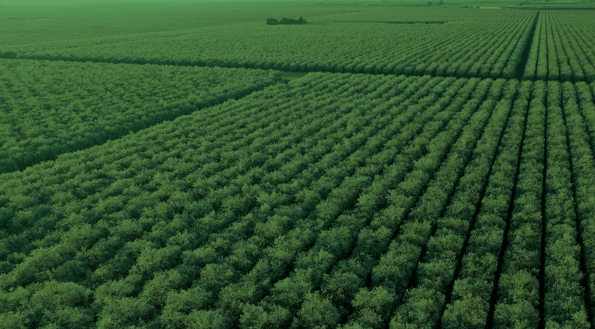 Rows of green vegetation in the foreground and background
